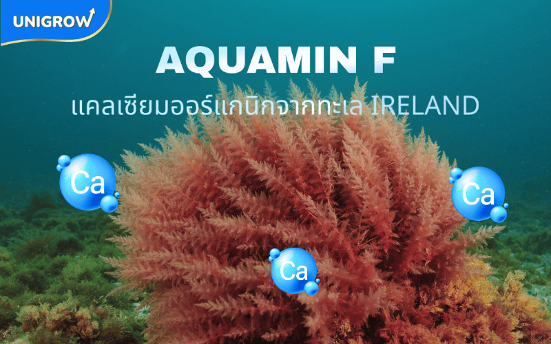 Aquamin F จากสาหร่ายทะเล